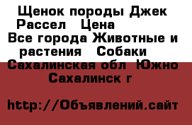 Щенок породы Джек Рассел › Цена ­ 45 000 - Все города Животные и растения » Собаки   . Сахалинская обл.,Южно-Сахалинск г.